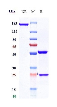 Anti-CXCR4 / CD184 Reference Antibody (ulocuplumab)