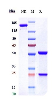 Anti-CX3CL1 / Fractalkine Reference Antibody (quetmolimab)