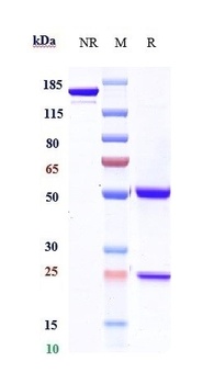 Anti-CTLA-4 / CD152 Reference Antibody (ipilimumab)
