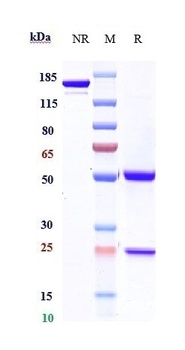 Anti-CTLA-4 / CD152 Reference Antibody