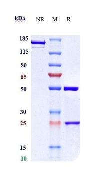 Anti-CCN2 / CTGF Reference Antibody