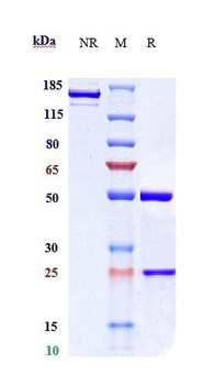 Anti-CCN2 / CTGF Reference Antibody (pamrevlumab)