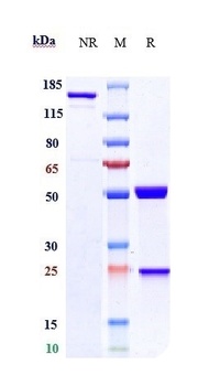 Anti-HGFR / c-Met Reference Antibody