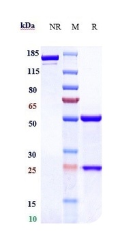 Anti-TNFSF7 / CD27L / CD70 Reference Antibody (vorsetuzumab)
