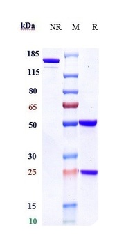 Anti-CD38 Reference Antibody (daratumumab)