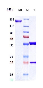 Anti-Siglec-3 / CD33 Reference Antibody (vadastuximab)