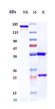 Anti-TNFRSF8 / CD30 Reference Antibody (brentuximab)