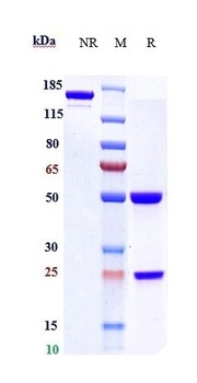 Anti-TNFRSF7 / CD27 Reference Antibody (varlilumab)