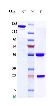 Anti-TNFRSF7 / CD27 Reference Antibody