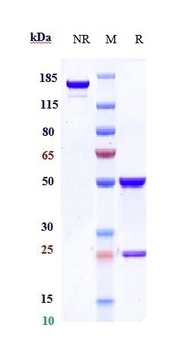 Anti-Siglec-2 / CD22 Reference Antibody