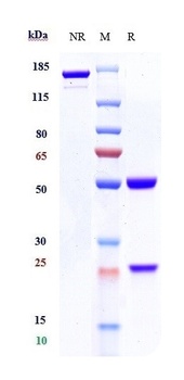 Anti-CD19 Reference Antibody (tafasitamab)