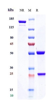 Anti-CD19 Reference Antibody (inebilizumab)