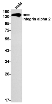 Integrin alpha 2 Rabbit mAb