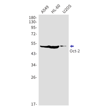 Oct 2 Rabbit mAb