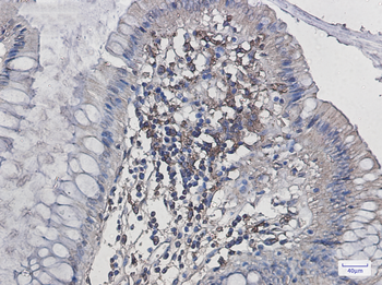 Iba1 Rabbit mAb