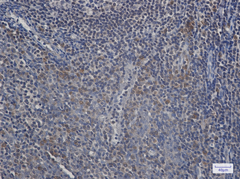 UFC1 Rabbit mAb