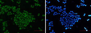 SKP2 Rabbit mAb