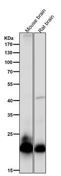 Rac3 Rabbit mAb
