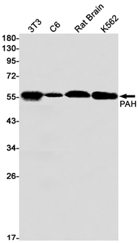 PAH Rabbit mAb