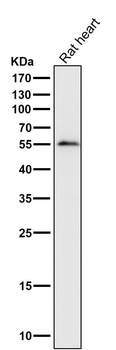 IRF7 Rabbit mAb