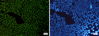 G3BP Rabbit mAb