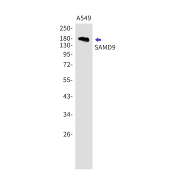 SAMD9 Rabbit mAb