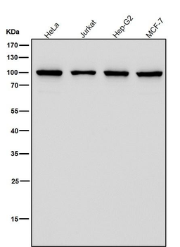 Thrombopoietin Receptor Rabbit mAb