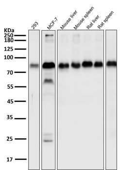 LRP1 Rabbit mAb