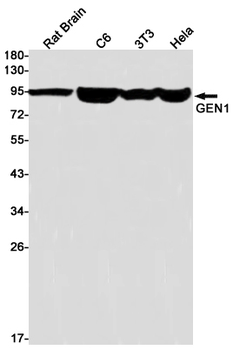 GEN1 Rabbit mAb