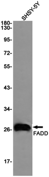 FADD Rabbit mAb