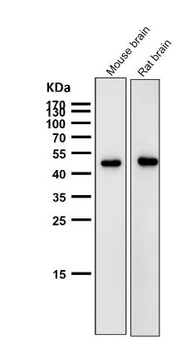 AZI2 Rabbit mAb