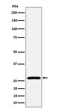 AK2 Rabbit mAb