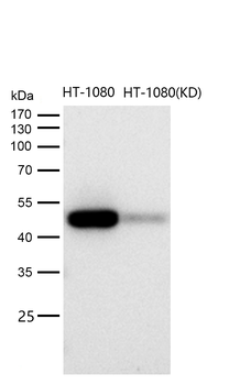 CCDC98 Rabbit mAb [KD Validated]