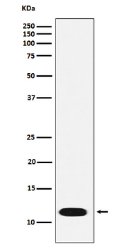 CTNNBIP1 Rabbit mAb