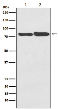 FACL4 Rabbit mAb [KD Validated] Antibody