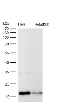 Histone H3 (acetyl K27) Rabbit mAb [KD Validated]