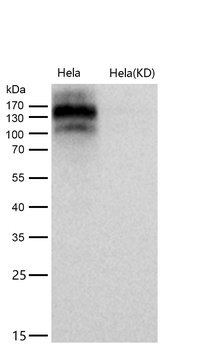 EHMT2 Rabbit mAb [KD Validated]