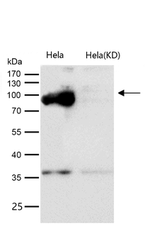 RanBP9 Rabbit mAb [KD Validated] Antibody