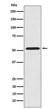 FMO3 Rabbit mAb
