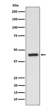 EDG3 Rabbit mAb