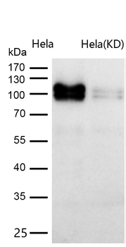 FE65 Rabbit mAb [KD Validated] Antibody