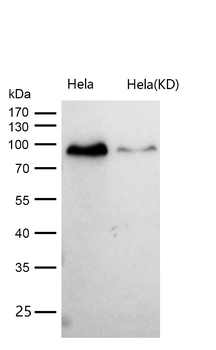 Calmegin Rabbit mAb [KD Validated] Antibody