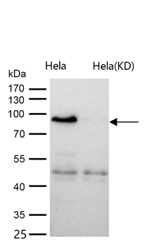 Calmegin Rabbit mAb [KD Validated] Antibody