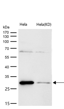 PHAPI2 / APRIL Rabbit mAb [KD Validated]