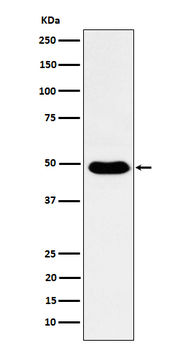 COPS3 Rabbit mAb [KD Validated] Antibody