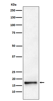AP2S1 Rabbit mAb [KD Validated] Antibody