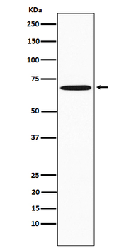 SAM68 Rabbit mAb