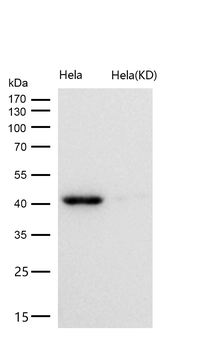 BMP6 Rabbit mAb [KD Validated] Antibody
