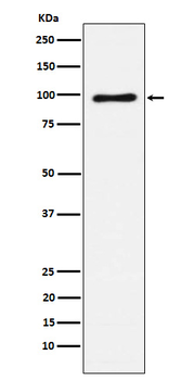 Vav1/2/3 Rabbit mAb