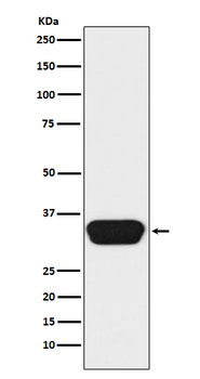 Otx1/2 Rabbit mAb